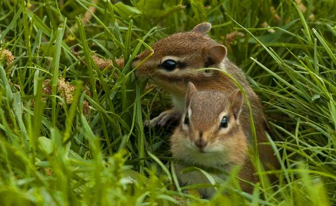 Eastern chipmunk