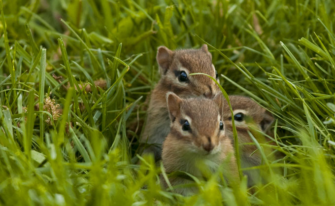 Eastern chipmunk