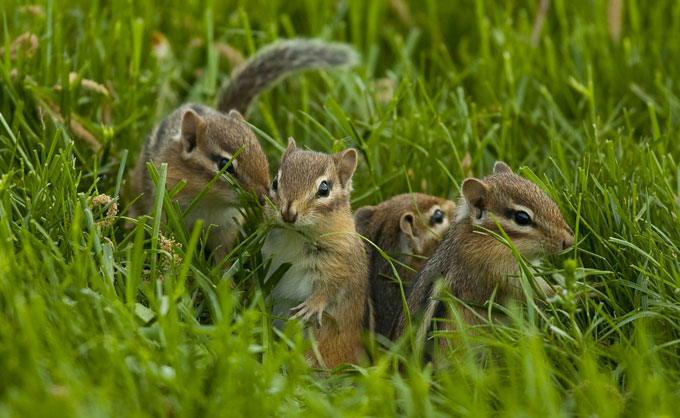 Eastern chipmunk