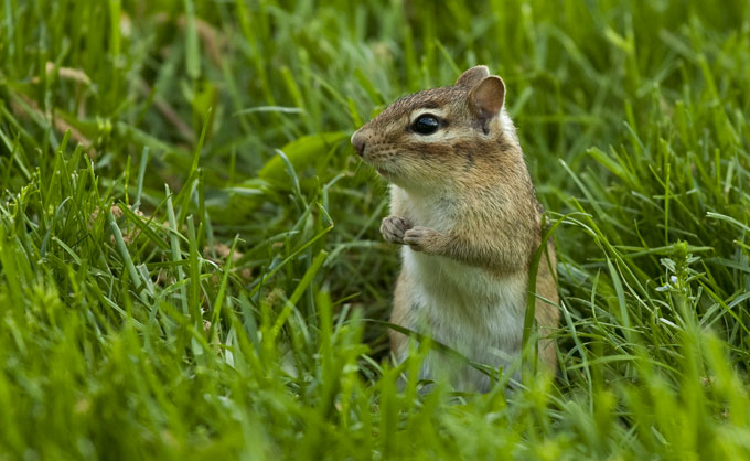 Eastern chipmunk