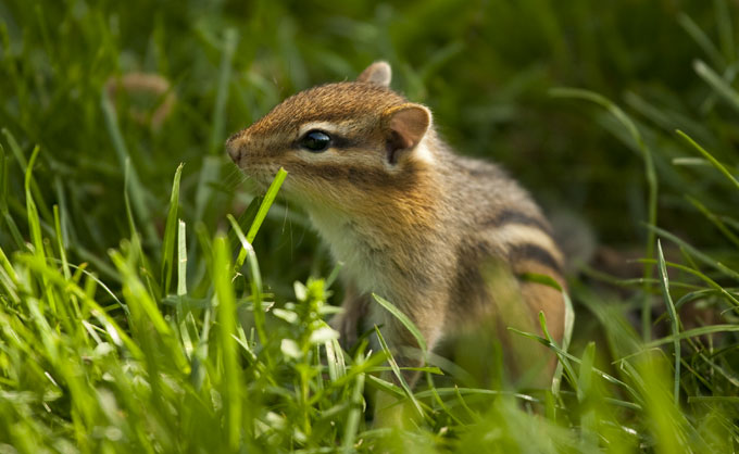 Eastern chipmunk