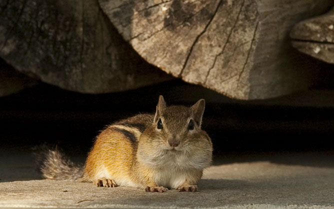 Easter chipmunk