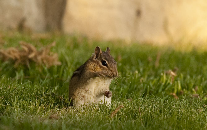 Eastern chipmunk