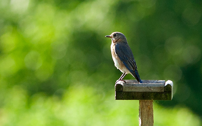 Bluebird, Eastern Bluebird